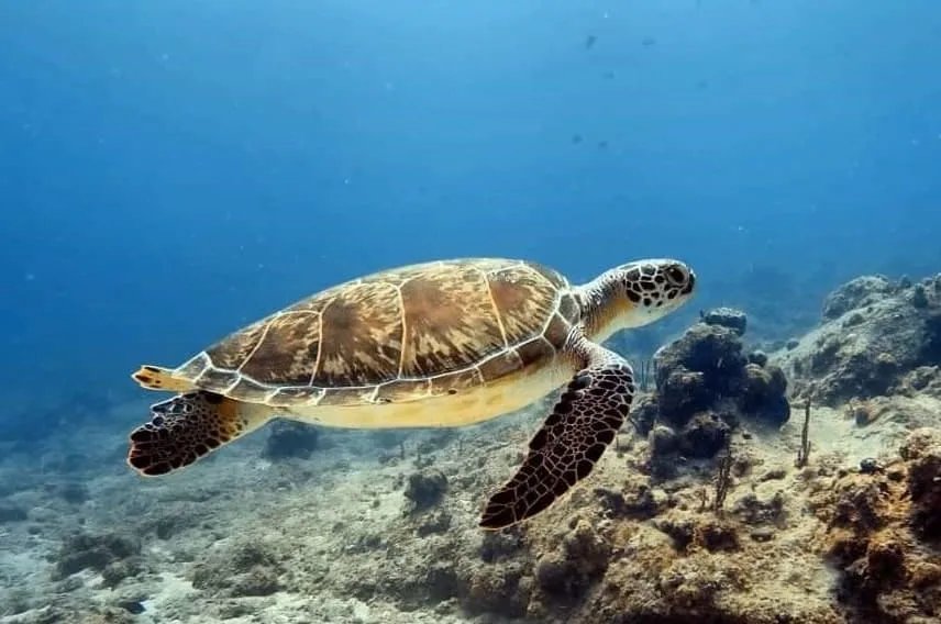 Turtle in Klein Bonaire
