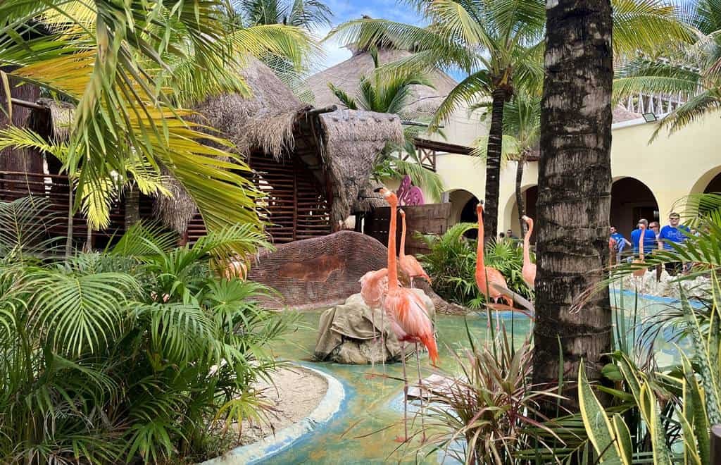 Costa Maya aviary - flamingos